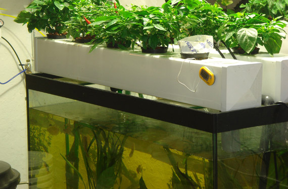 Simple aquaponics system: May 2015