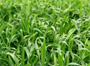 Grow it yourself: Barley grass