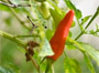 Grow it yourself: Chilli pepper