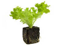 Grow it yourself: Lettuce