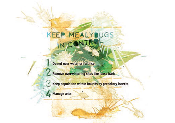 Mealybugs - Pests & Diseases