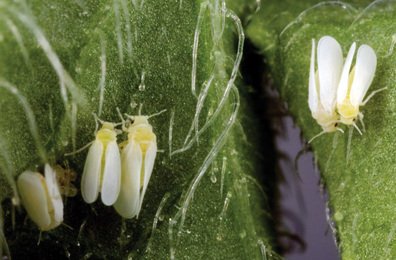 Whitefly: damage and control