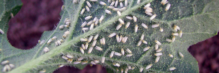 Pests & Diseases: Whitefly