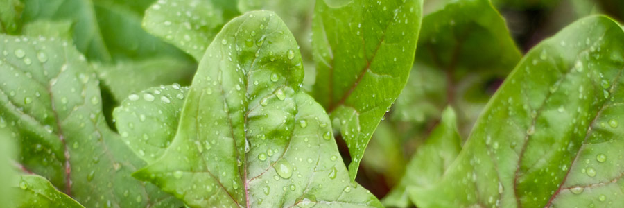 Grow it yourself: Spinach