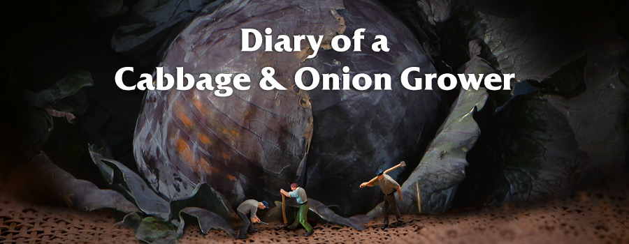 Campaign: Diary of a cabbage & onion grower