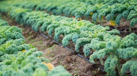 Grow it yourself: Kale