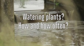 Watering plants? How and how often?