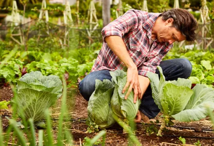 The whats and whys of organic growing - part 1