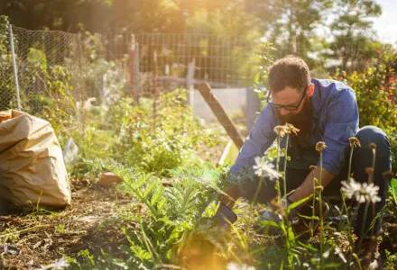 The whats and whys of organic growing - part 2