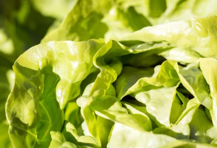 Grow it yourself: Lettuce