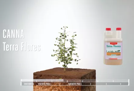 CANNA Terra Flores