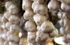 Garlic - Grow it yourself